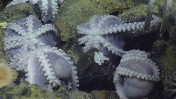 Media type: image;   Invertebrate Zoology 153105 Description: live specimen;
